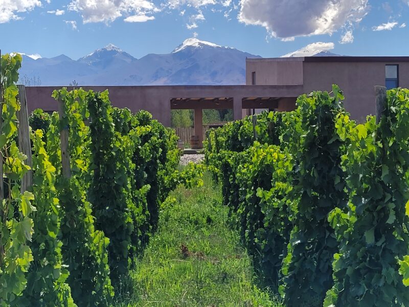 Bodega Los Dragones
