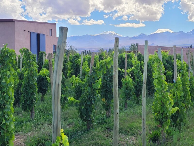 Bodega Los Dragones