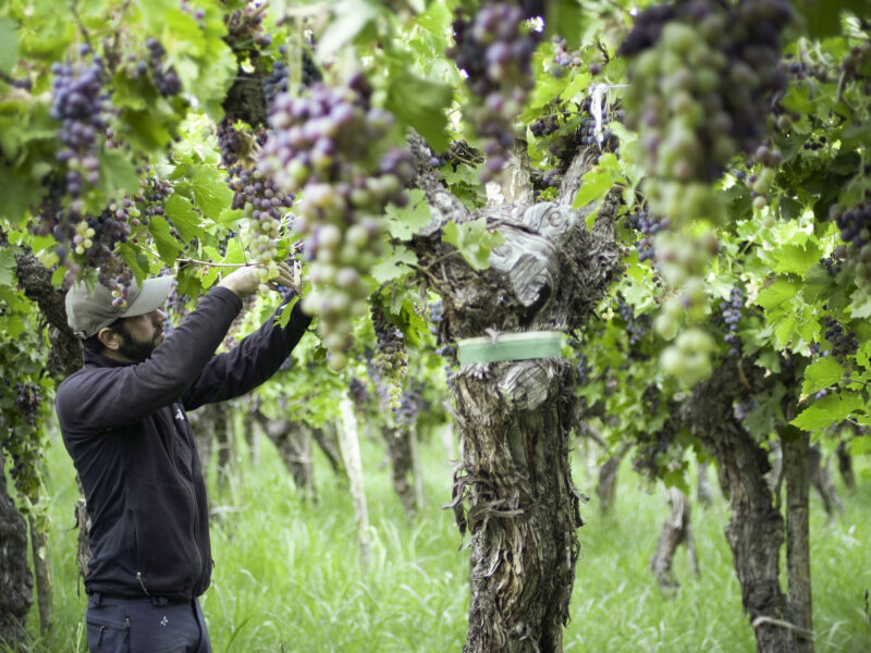 CARA SUR Bodega & Viñedos