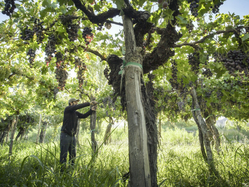 CARA SUR Bodega & Viñedos