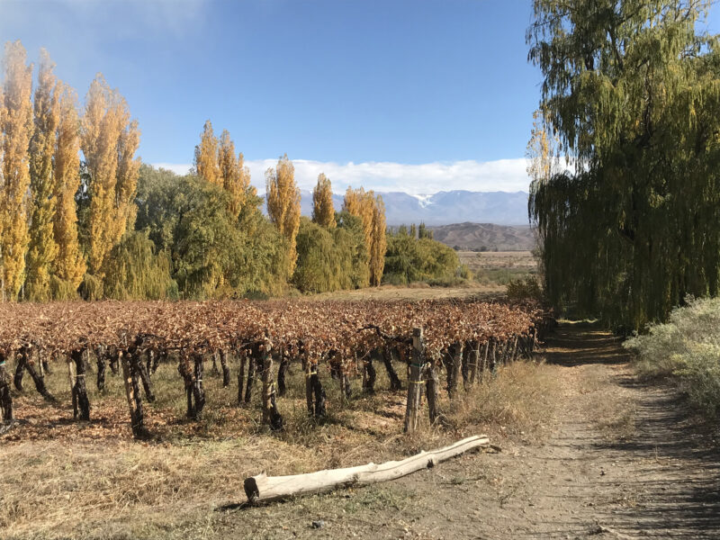 CARA SUR Bodega & Viñedos