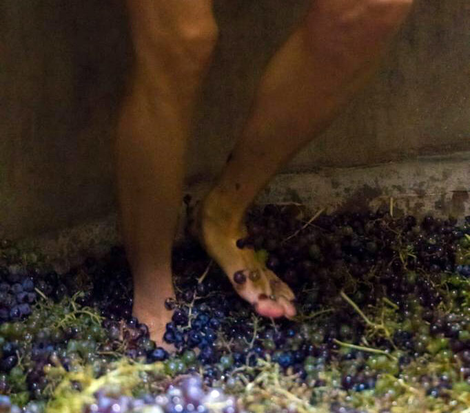 CARA SUR Bodega & Viñedos