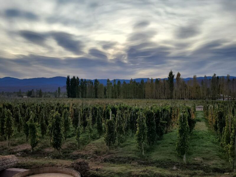 Bodega Los Dragones